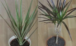 Розмноження драцени в домашніх умовах: основні способи, пересадка, подальший догляд, фото, відео