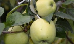 Яблуня сорту Цукровий Аркад: ботанічний опис та основні відмінності, оптимальні умови для вирощування, фото