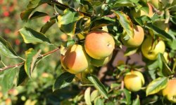 Яблуня сорту Золотий ранет: особливості та характеристика, вибір якісного місця для посадки і подальший догляд, фото