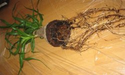 Ноліна рекурвата: догляд в домашніх умовах, пересадка, фото