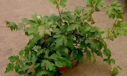 Роіціссус: догляд в домашніх умовах, фото, види, розмноження