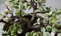 Портулакарія: опис і фото рослини, особливості вирощування та догляду, правила обрізки в домашніх умовах