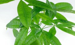 Пахира Акватика (водна): опис рослини, особливості вирощування та догляду, розмноження в домашніх умовах, фото