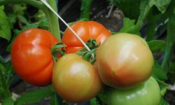 Томат Берберана F1: характеристика і опис сорту, фото, врожайність, вирощування