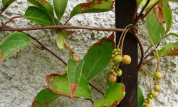 Хвороби лимонника китайського: всихають і жовтіють листя, як їх лікувати, чому сохне і в’яне рослина