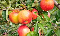 Яблуня сорту Пінова: ботанічний опис, агротехніка вирощування і догляд за деревом, фото, відгуки