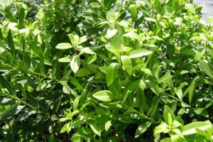 Бадьян анісовий: корисні властивості та протипоказання, характеристика і опис, застосування, фото