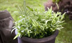 Птерис: опис і характеристика кімнатної рослини, вирощування та догляд в домашніх умовах