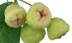 Яблука Біла троянда: історія селекції, опис і характеристика сорту, посадка і догляд, фото