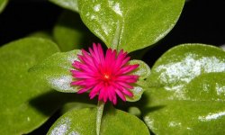 Аптенія: різновиди квітки з фото, догляд і розмноження в домашніх умовах