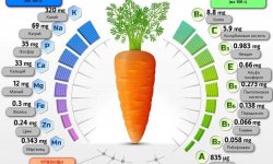 Морква від печії: корисні і шкідливі властивості, допомагає чи, хімічний склад і калорійність
