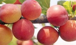 Слива Цвітіння: опис сорту, посадка і догляд, характеристика, фото