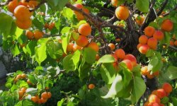 Як виростити абрикос з кісточки в домашніх умовах: як посадити, стратифікація насіння, як проростити кісточку