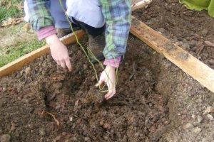 Пересадка лохини на нове місце навесні і восени: чи можна проводити і як пересаджувати на інше місце