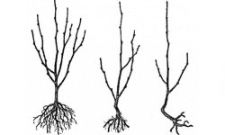 Вишня Чернокорка: опис сорту, історія селекції, посадка і догляд, фото