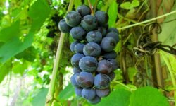 Чи можна виноград діабетикам: користь і шкода, норма споживання