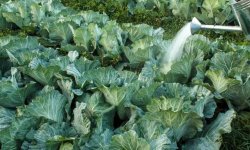 Як часто поливати капусту: способи поливу в теплиці і відкритому грунті