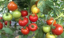 Томат Марфа F1: опис і характеристика, особливості вирощування та догляду за сортом, врожайність, фото