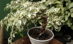 Яка земля підходить для фікуса: яким повинен бути склад, як підібрати грунт для квітки