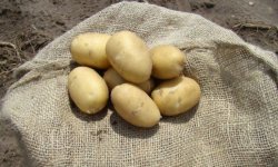 Картопля Ирбитский: опис, характеристика і смакові якості сорту, особливості вирощування, фото