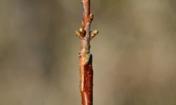 Щеплення вишні навесні для початківців в домашніх умовах: особливості, способи, терміни