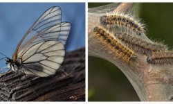 Шкідники груші: опис і способи боротьби з ними, способи лікування, фото