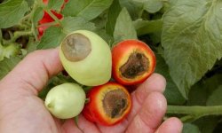 Чим обробити помідори від вершинної гнилизни плодів: препарати, народні засоби