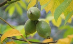 Маньчжурський горіх в Сибіру: вирощування і догляд за рослиною у відкритому грунті, кращі сорти, фото