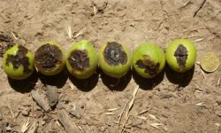Чому волоський горіх скидає незрілі плоди, зав’язі і листя: причини і що при цьому робити