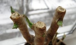 Як правильно обрізати юку в домашніх умовах: особливості обрізки і подальшого догляду, фото, відео