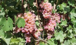 Виноград Дюжина: опис сорту, фото, вирощування і догляд