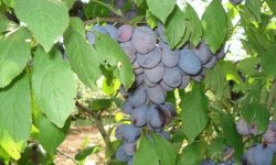 Слива Синій дар: опис і характеристика сорту, посадка, догляд і вирощування, фото