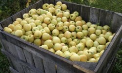 Зберігання яблук на зиму в погребі: способи і правила тривалого зберігання врожаю в погребі