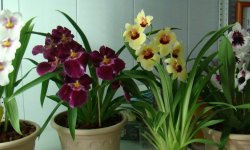 Орхідея Мільтонія: догляд в домашніх умовах, фото, розмноження