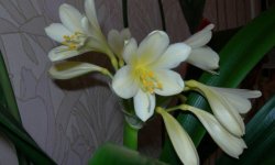 Кливия мініатюрн: догляд в домашніх умовах, фото, пересадка, розмноження, фото