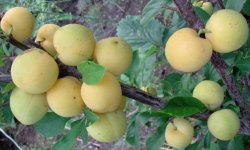 Слива Золота куля: опис і характеристика сорту, агротехніка вирощування і догляд, фото