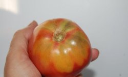 Жовті плями на помідорах: чому з’являються, про яких хворобах свідчать, що робити і як боротися