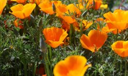 10 кращих квітів-самосеек для саду