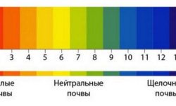 Тюльпан попугаячий сорти Естелла Ріжнвельд: посадка і догляд, застосування в ландшафтному дизайні, фото і опис квітки