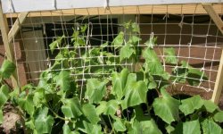 Вирощування огірків у відкритому грунті на шпалері: основні правила та догляд, фото, відео