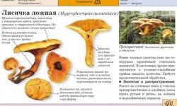 Клітоцибе помаранчева: їстівна чи ні, як вживати, корисні властивості і можливу шкоду від гриба, фото і опис