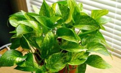 Сциндапсус золотистий: догляд в домашніх умовах, фото, прикмети і забобони, розмноження