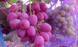 Виноград «Анюта»: опис сорту, фото, посадка і догляд