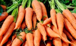 Як зберігати моркву в погребі взимку: оптимальні умови і терміни зберігання