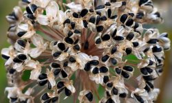 Лук-чорнушка: особливості вирощування з насіння, коли і як правильно сіяти