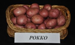 Картопля Рокко: опис, характеристика і смакові якості сорту, фото