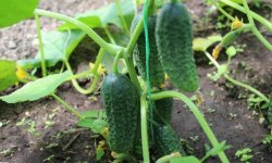 Огірки Беттіна: опис і характеристика сорту, правила посадки та догляду, фото