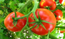 Томат &laquo;Волгоградський скоростиглий 323&raquo;: характеристика і опис сорту, фото, посадка і догляд
