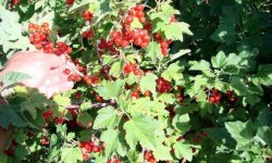 Пізній великоплідний сорт червоної смородини Мармеладніца: опис, агротехніка, догляд, фото