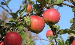 Яблуня сорту Скала: опис, основні відмінності від інших сортів, агротехніка вирощування, фото